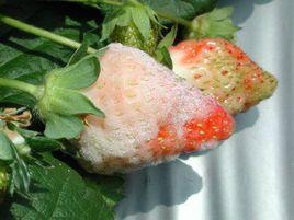 草莓白粉病 草莓白粉病