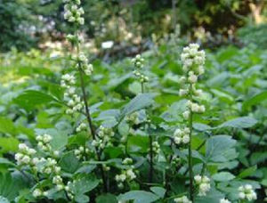 粉紅珍珠菜 粉紅珍珠菜