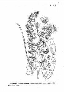 寬舌橐吾墨線圖