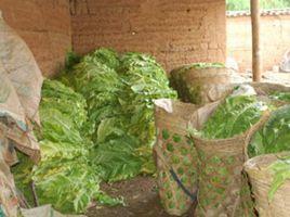 小屯村[雲南省楚雄牟定縣安樂鄉小屯村]