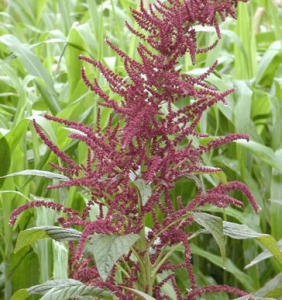 老槍谷根 老槍谷根