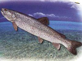 巨型哲羅鮭 巨型哲羅鮭