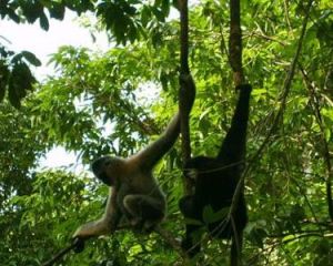 壩王嶺長臂猿自然保護區 壩王嶺長臂猿自然保護區