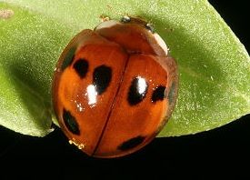 八斑盤瓢蟲 八斑盤瓢蟲