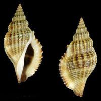 網紋長鼻螺 網紋長鼻螺