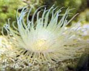 白千手佛珊瑚 白千手佛珊瑚