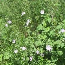 益民大白花葵 益民大白花葵