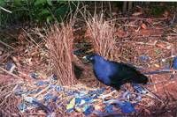 園丁鳥-藝鳥 園丁鳥-藝鳥