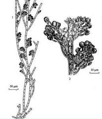 圖氏旋體藻 圖氏旋體藻