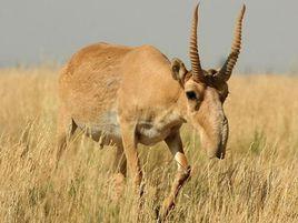 高鼻羚羊 高鼻羚羊