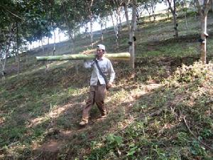 龍谷二村橡膠園