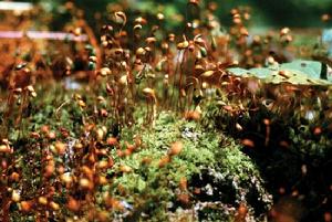 鋸齒紅葉蘚 鋸齒紅葉蘚