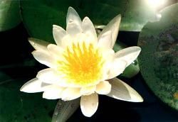白睡蓮 白睡蓮