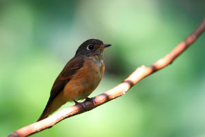 褐頂小霸鶲 褐頂小霸鶲