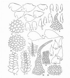 尾尖光萼苔 尾尖光萼苔