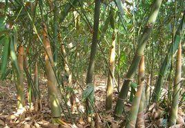 西牛麻竹筍 西牛麻竹筍