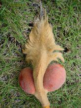 果葉形似狐尾，末端多硬刺，表面多絨毛。