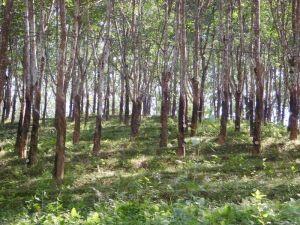 雲南省耿馬縣孟定鎮下城村弄門自然村