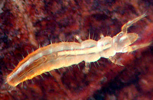 普通古蚖 普通古蚖