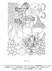 毛耳苔爪哇(亞種) 毛耳苔爪哇(亞種)