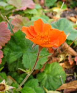 紅花水楊梅 紅花水楊梅