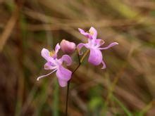 俄克拉荷馬美須蘭 俄克拉荷馬美須蘭