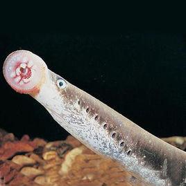 七星子魚 七星子魚