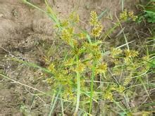 具芒碎米莎草 具芒碎米莎草