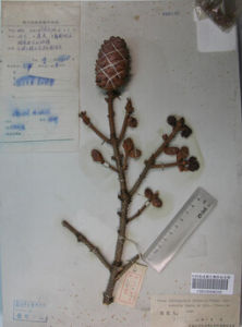 黃果雲杉 黃果雲杉