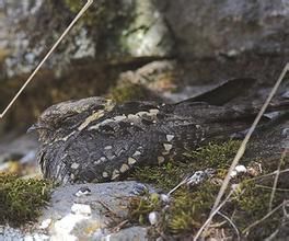 灰頭夜鷹 灰頭夜鷹