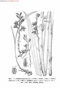 長距美冠蘭 長距美冠蘭