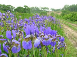 溪蓀鳶尾 溪蓀鳶尾