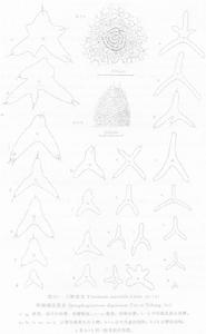 線描圖:三臂星蟲