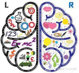 大腦兩半球功能不對稱性 大腦兩半球功能不對稱性