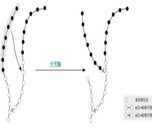 糖原生成 糖原生成