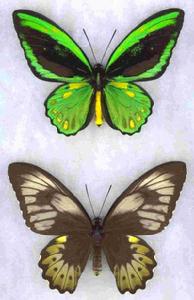 歐福里翁綠鳥翼鳳蝶 歐福里翁綠鳥翼鳳蝶