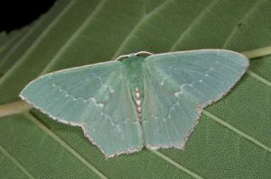 彩青尺蛾 彩青尺蛾