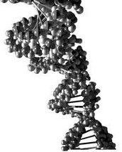隱性基因 隱性基因