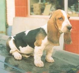 巴基度犬 巴基度犬