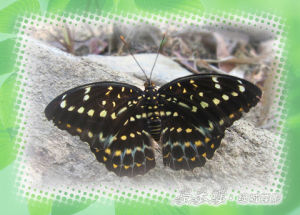 鋸帶翠蛺蝶 鋸帶翠蛺蝶