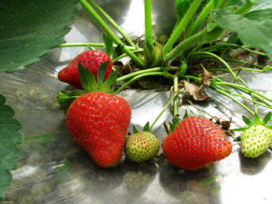 李記草莓園 李記草莓園