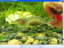 野生米蝦 野生米蝦