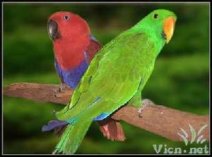 紅綠折衷鸚鵡 紅綠折衷鸚鵡