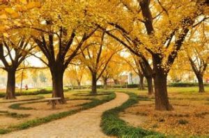 古銀杏森林公園 古銀杏森林公園