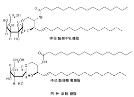 鞘糖脂 鞘糖脂