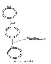 盒式誘變 盒式誘變