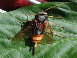 泰加大樹蜂 泰加大樹蜂