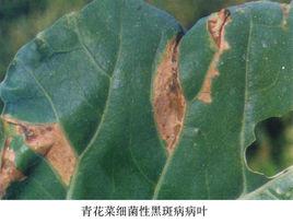 青花菜細菌黑斑病