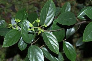 具毛常綠莢蒾 具毛常綠莢蒾