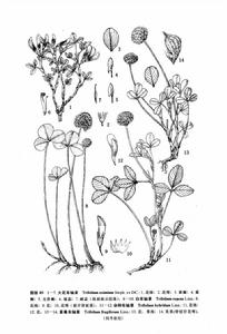 來源：中國植物志原版墨線圖